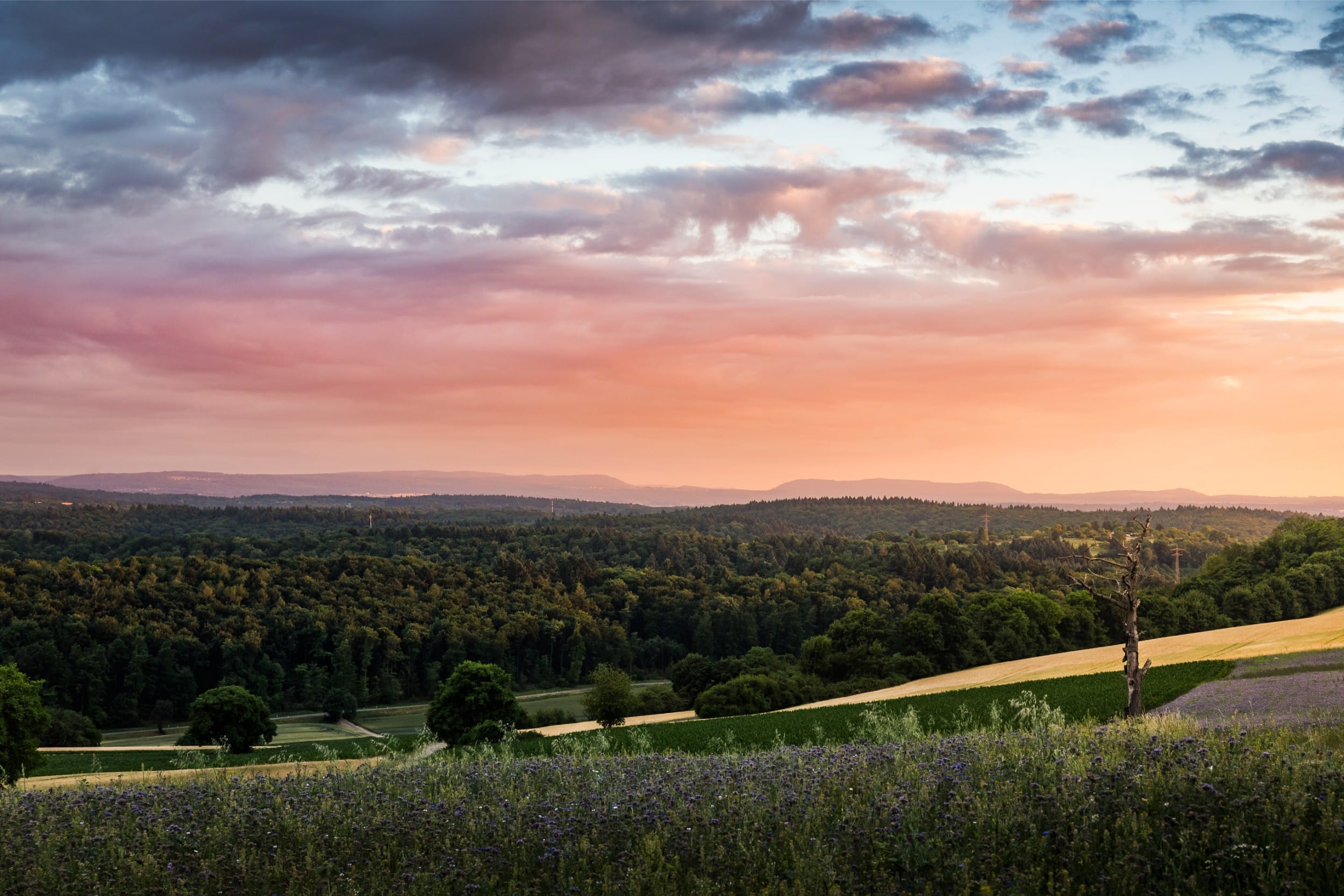 Découvrir la faune et la flore du massif des Maures chateau hotel — Découvrir la faune et la flore du massif des Maures