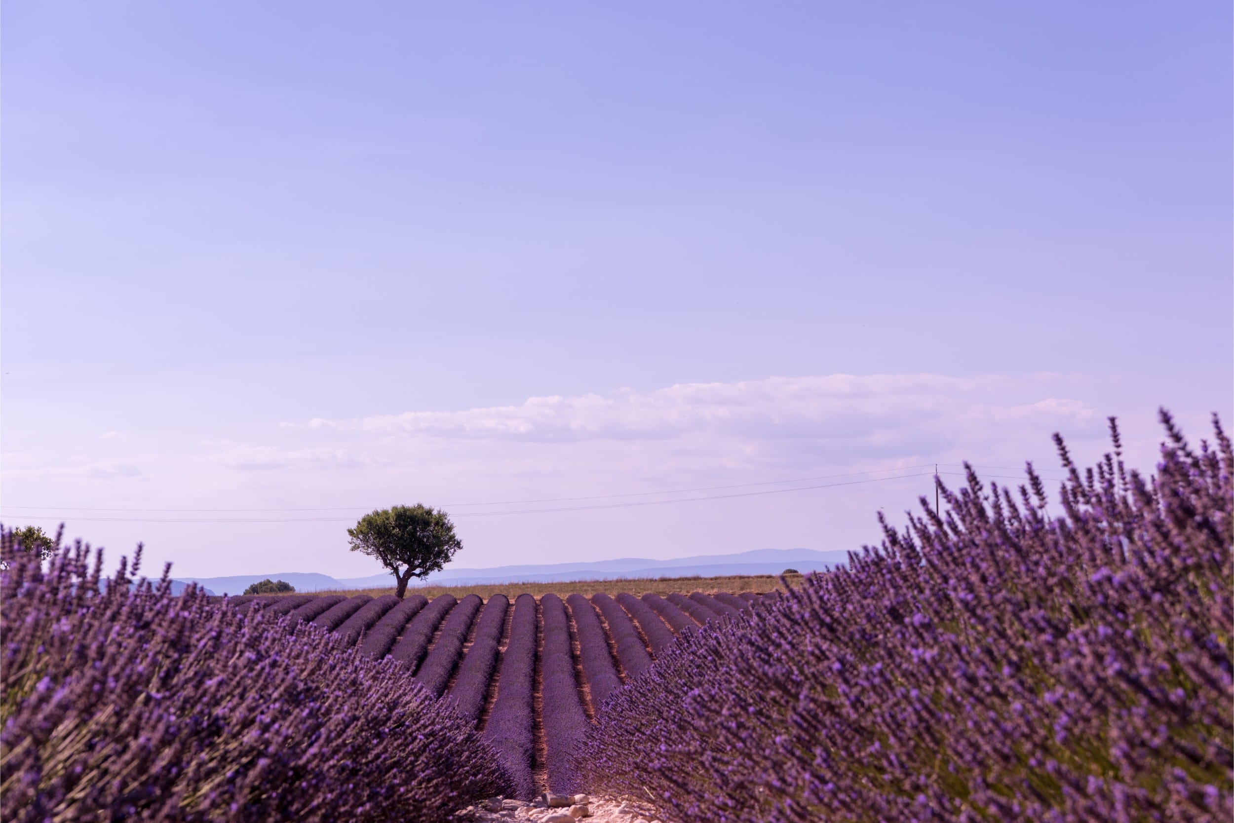 restaurant Var — Discover the wine route of Provence