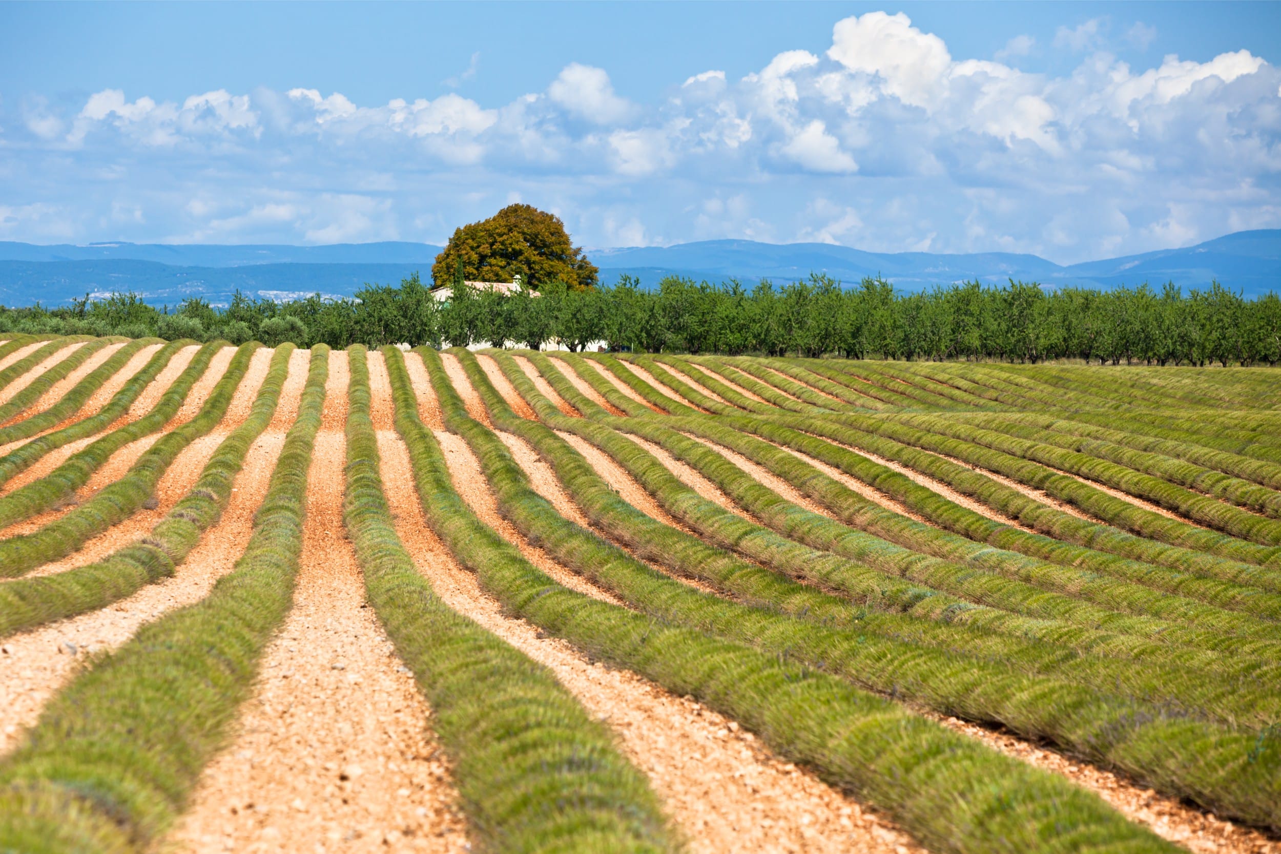 Découvrir la faune et la flore du massif des Maures restaurant var — Découvrir la faune et la flore du massif des Maures